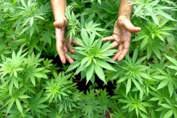 Indivizii care aduceau cannabis din Bucureşti, condamnaţi cu suspendare